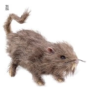 ratto peloso