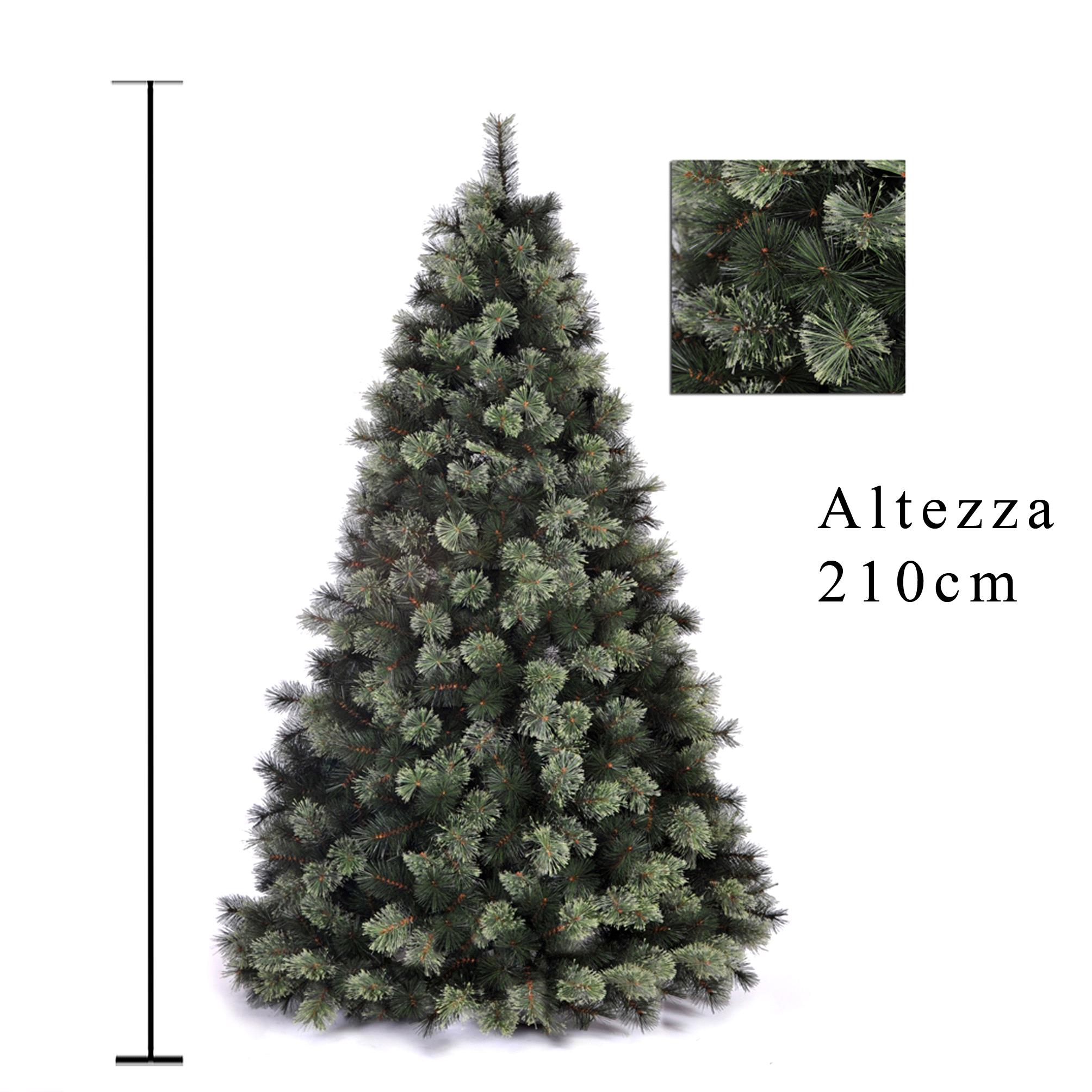 abetone colorado spruce