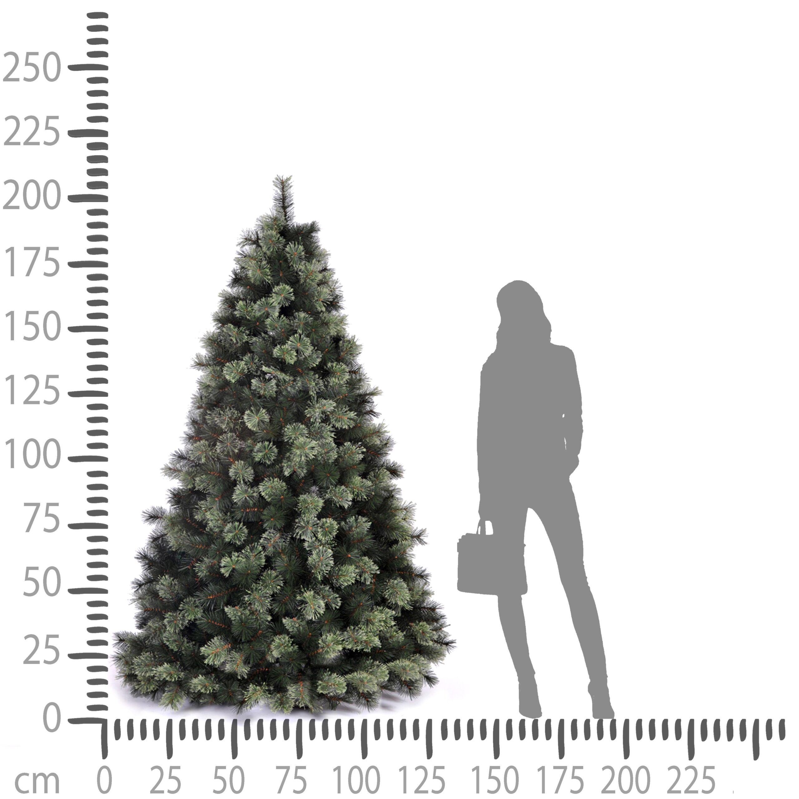 abetone colorado spruce