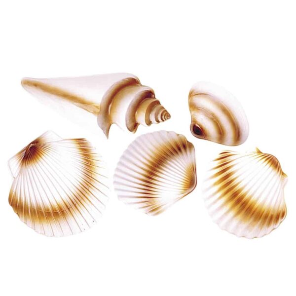 Conchiglie Ornamentali