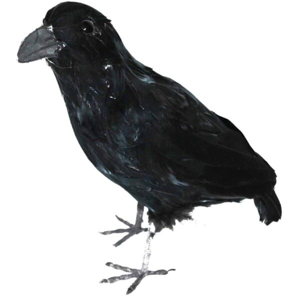 Corvo Nero Grande in Piume