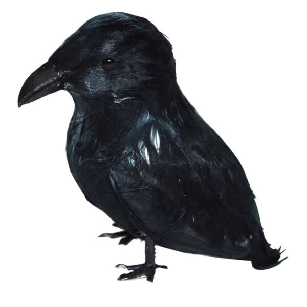 Corvo in Piume