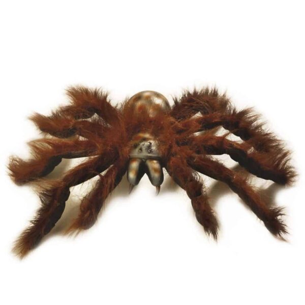 Tarantola Pelosa