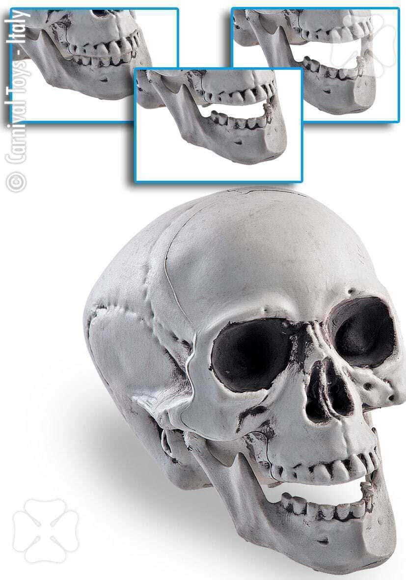 Teschio con Mandibola Mobile