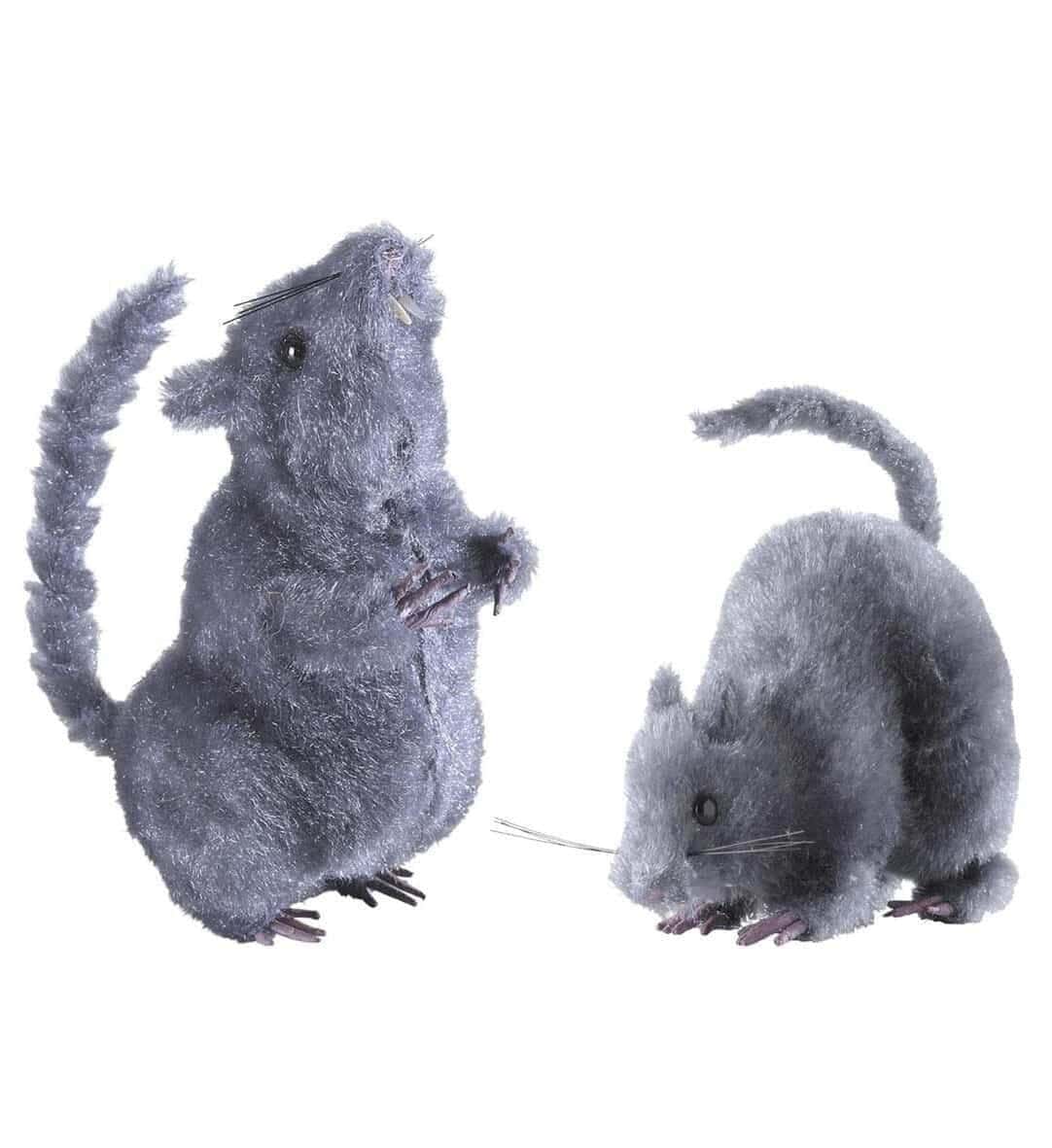 Ratto Peloso Grigio