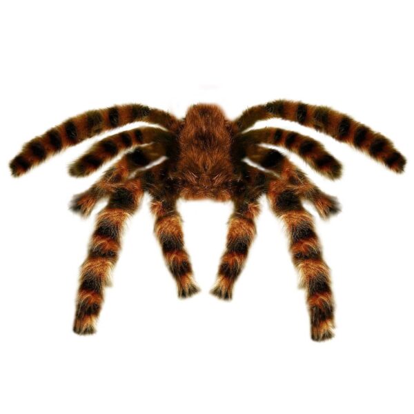 Tarantola Pelosa Gigante