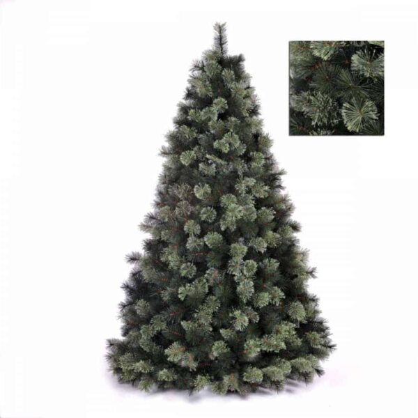 Abetone Colorado Spruce