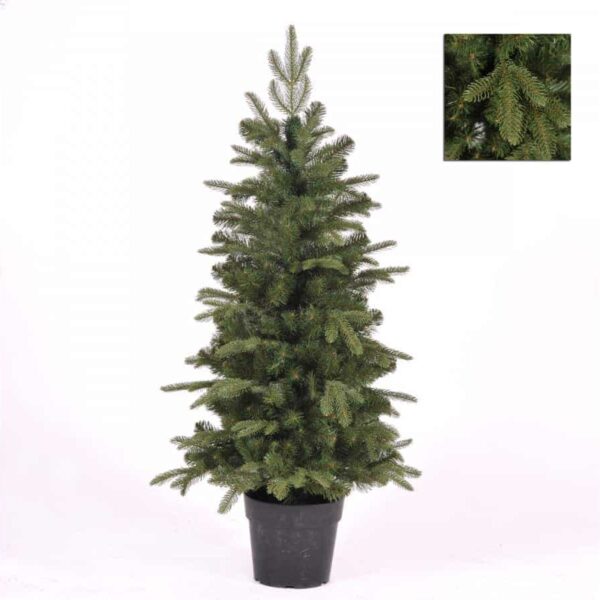 Abete Montagne Rocciose con Vaso